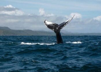 Кит избавился от биткоинов, чтобы купить Ethereum