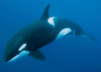 На чем собираются заработать киты в августе