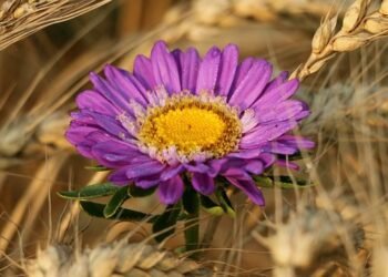 Осенняя посевная не решила проблему ржи, Украине придется в сезоне-2025/26 увеличить ее импорт в пять раз — Рыбчинский