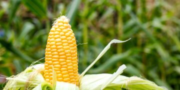Доля Украины в импорте кукурузы в ЕС сократилась втрое
