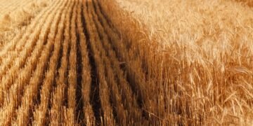 Bloomberg: Египет нарастил закупки пшеницы из Черноморского региона, включая Украину