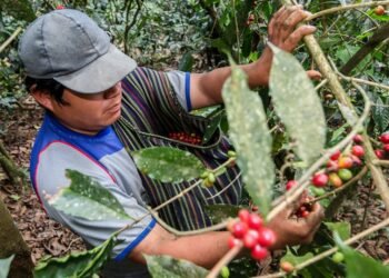 Bloomberg: вкус бразильского кофе меняется, робуста начала заменять арабику