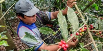 Bloomberg: вкус бразильского кофе меняется, робуста начала заменять арабику