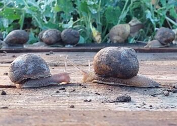 «Улиточный рай» на Тилигуле. Как ветеран открыл моллюсковый бизнес