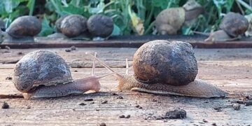 «Улиточный рай» на Тилигуле. Как ветеран открыл моллюсковый бизнес