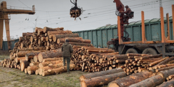 Бюро экономических расследований разоблачило схему контрабанды 17 вагонов деловой древесины