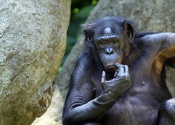 Людям следует поучиться: шимпанзе способны отвергать собственные взгляды, если есть убедительные возражения