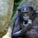 Людям следует поучиться: шимпанзе способны отвергать собственные взгляды, если есть убедительные возражения