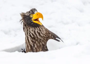 Финалисты конкурса забавных фото природы 2025 — когда победитель неважен