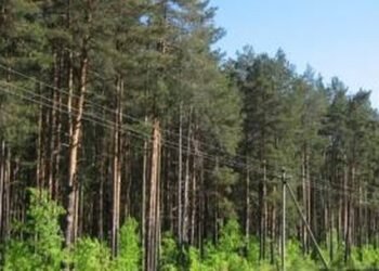 «Леса Украины» в 2025 г. при закупках на 10 млрд грн смогло сэкономить 700 млн грн