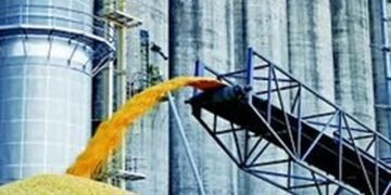 Элеваторы не успевают сушить кукурузу урожая-2025 из-за чрезмерной влажности — аналитики