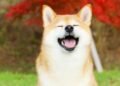 Команда Shiba Inu повысит конфиденциальность сети Shibarium