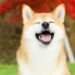 Команда Shiba Inu повысит конфиденциальность сети Shibarium