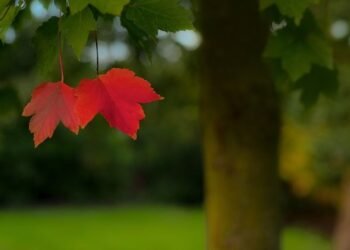 Кабмин продлил действие «материалов лесоустройства»