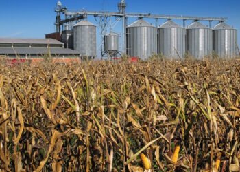 Урожай в Украине лучше, чем в прошлом году, но с его экспортом возможны проблемы – УЗА