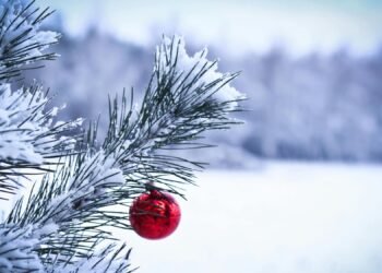 В Украине стартовали продажи праздничных елок. «Леса Украины» назвали цены