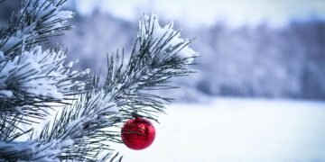 В Украине стартовали продажи праздничных елок. «Леса Украины» назвали цены