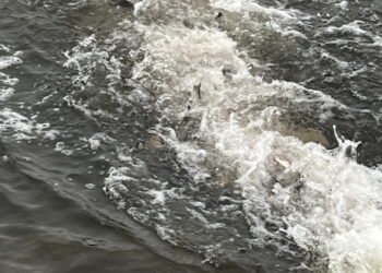 В водоемы в четырех регионах вселили более 140 000 экземпляров рыбы