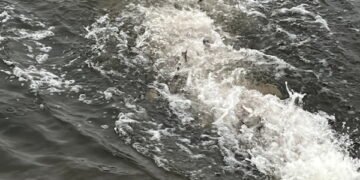 В водоемы в четырех регионах вселили более 140 000 экземпляров рыбы