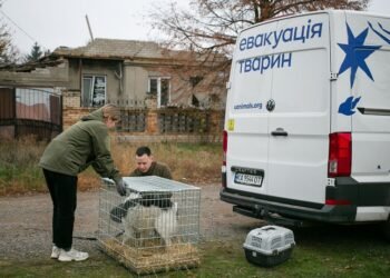 Для помощи эвакуированным животным собрали 2 млн грн монетами: передали UAnimals