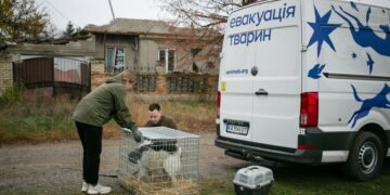 Для помощи эвакуированным животным собрали 2 млн грн монетами: передали UAnimals