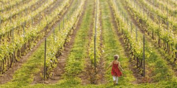 Путь ошибок. Как самая северная винодельня Украины «Виноман» дошла до медали Decanter