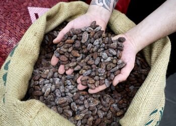 Профицит какао на рынке в этом сезоне может быть меньше, чем ожидалось. Цены колеблются