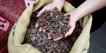 Профицит какао на рынке в этом сезоне может быть меньше, чем ожидалось. Цены колеблются