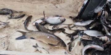 Аукционы на промышленный вылов рыбы в 2025 году принесли в бюджет более 50 млн грн