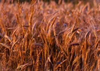 Аграрии в сезоне-2025 выполнили прогноз по сбору зерновых культур на 94%, масличных — на 97,7%