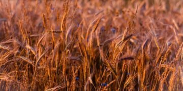 Аграрии в сезоне-2025 выполнили прогноз по сбору зерновых культур на 94%, масличных — на 97,7%