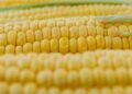 На полях Украины остались неубранными 4 млн тонн кукурузы — брокеры