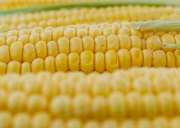 На полях Украины остались неубранными 4 млн тонн кукурузы — брокеры