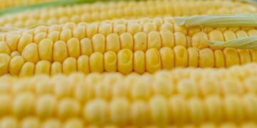 На полях Украины остались неубранными 4 млн тонн кукурузы — брокеры