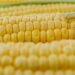 На полях Украины остались неубранными 4 млн тонн кукурузы — брокеры