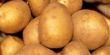 Урожай картофеля в сезоне-2025 в Украине на 50% выше прошлогоднего — Институт картофелеводства