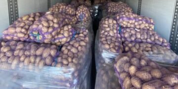 МХП в сезоне-2025 выращивал картофель на 110 га и получил урожайность 39 тонн/га