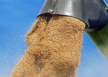 Украинская пшеница дешевеет из-за обстрелов портов и снижения экспортных закупок — аналитики