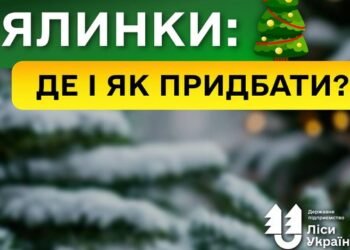 Штрафы за незаконную рубку елок перед новогодними праздниками повышены втрое — «Леса Украины»