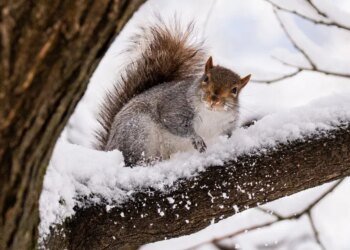 Синоптик назвал дату, когда в Украине ослабнет мороз и станет теплее