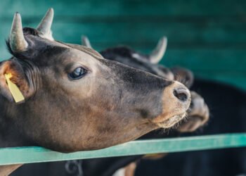 Украина открыла три новых рынка экспорта скота в Алжир