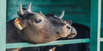 Украина открыла три новых рынка экспорта скота в Алжир