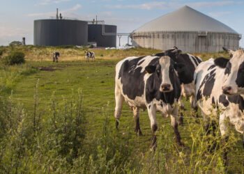 Первый год экспорта биометана: украинские компании продали 11 млн кубов, больше всего – МХП