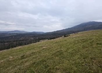 Продажа земли на полонине Боржава. АРМА проверит победителей аукционов