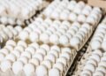 Украина экспортировала 2 млрд яиц в 2025 году: какие страны покупали больше всего