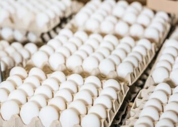 Украина экспортировала 2 млрд яиц в 2025 году: какие страны покупали больше всего