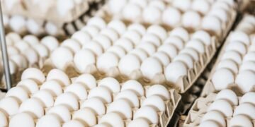 Украина экспортировала 2 млрд яиц в 2025 году: какие страны покупали больше всего