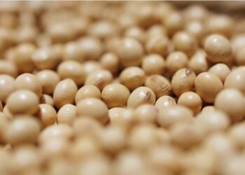 Китай за три месяца выполнил «план» Трампа по сое из США и перешел на более дешевую из Бразилии