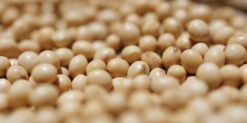 Китай за три месяца выполнил «план» Трампа по сое из США и перешел на более дешевую из Бразилии