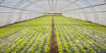 Государство частично будет покрывать стоимость строительства теплиц и обустройства садов